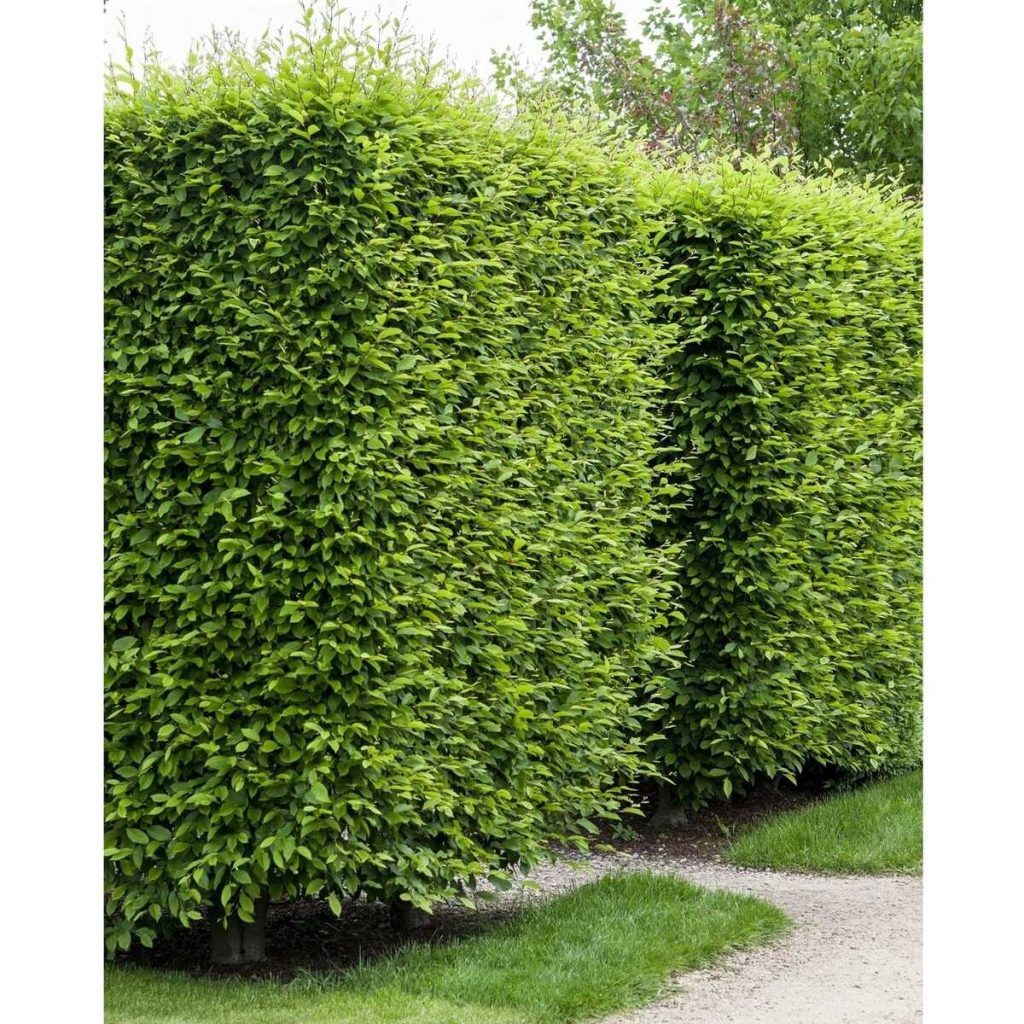 Avenbok "Carpinus Betulus" 40-60 cm Barrot, 50 Pack