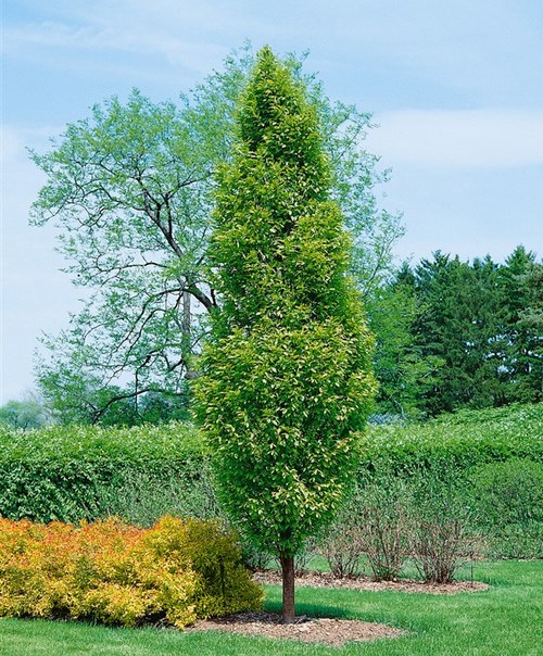Pyramidavenbok ‘Fastigiata’ 300–350 cm – stamomkrets 10–12 cm