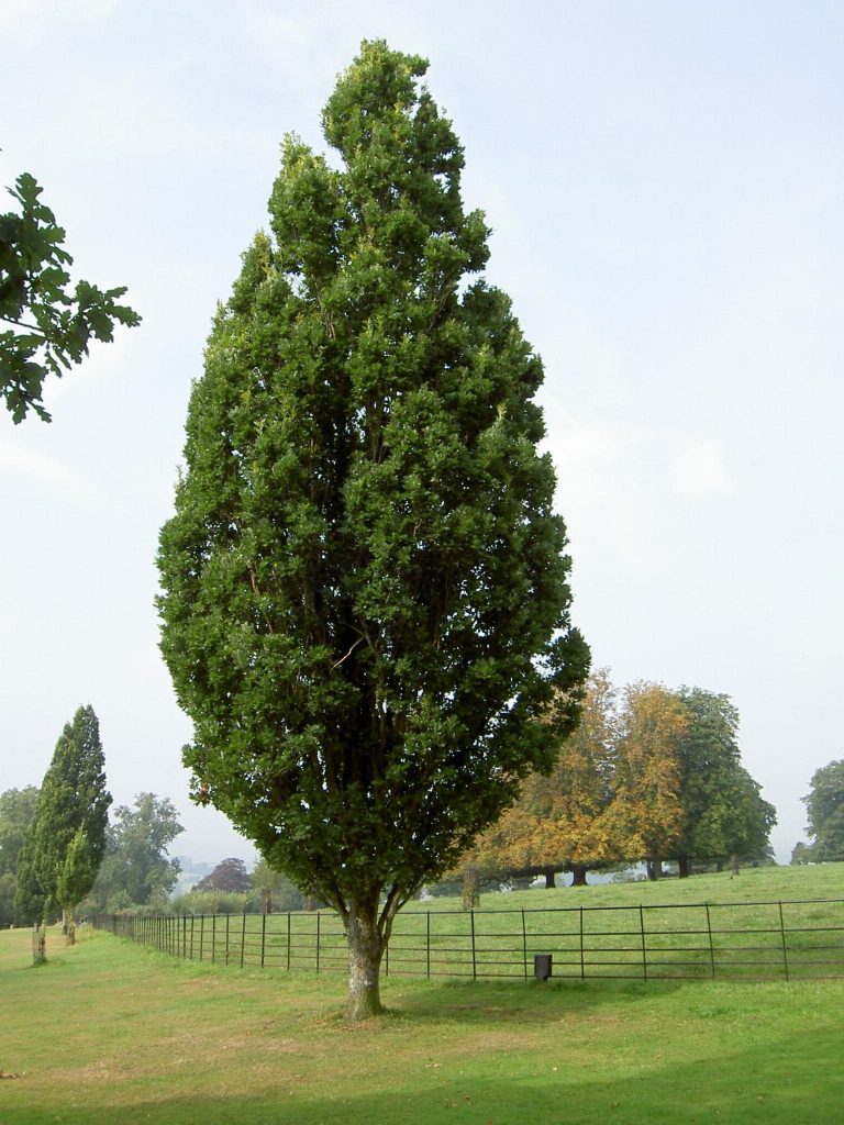 Pyramidavenbok 'Fastigiata' Högstam 450-600 cm